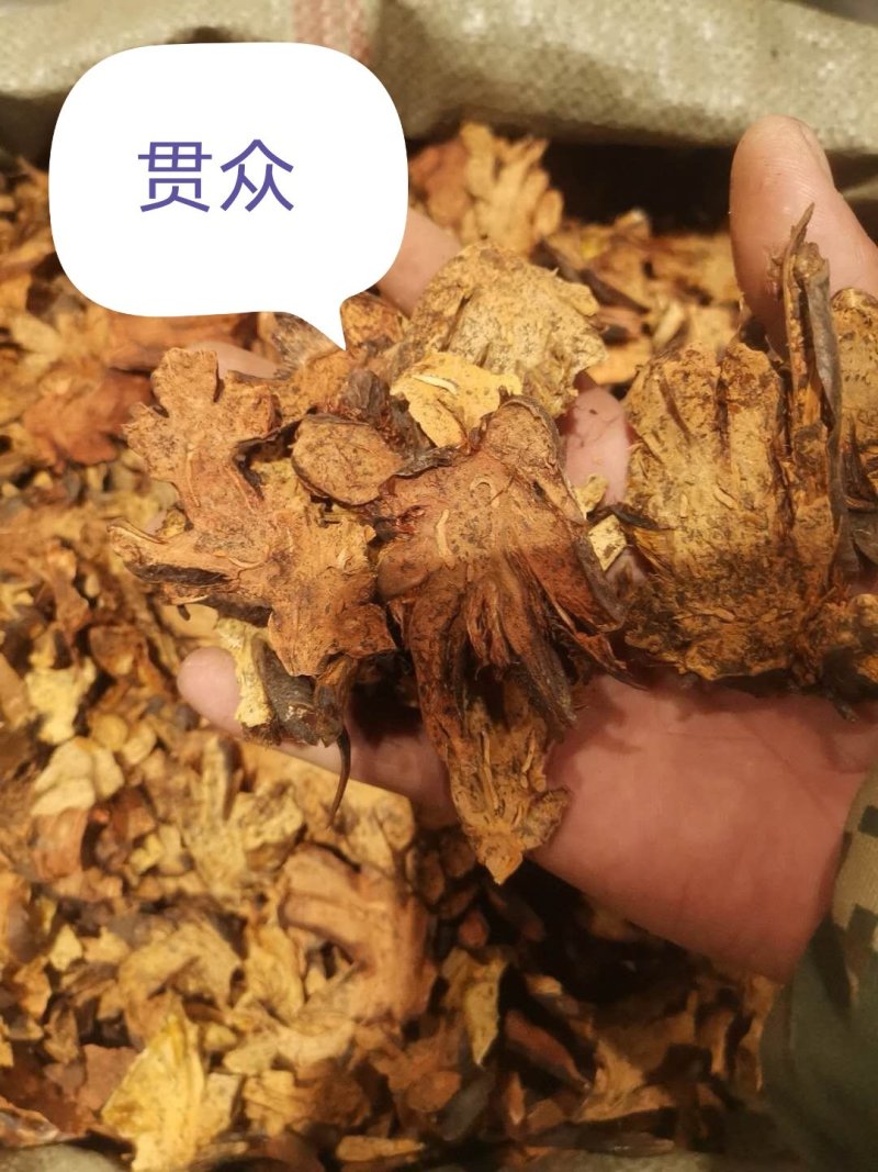 贯众
