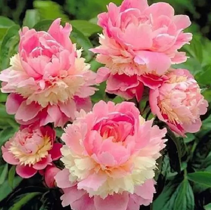 芍药苗属多年生草本花卉观赏性强