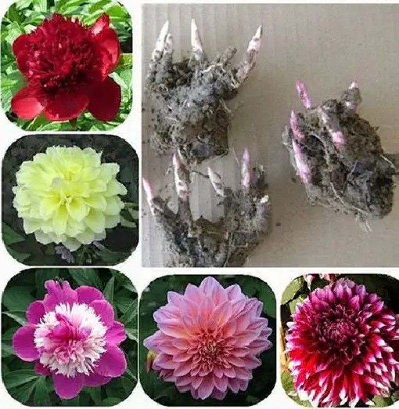 芍药苗属多年生草本花卉观赏性强
