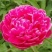 芍药苗属多年生草本花卉观赏性强