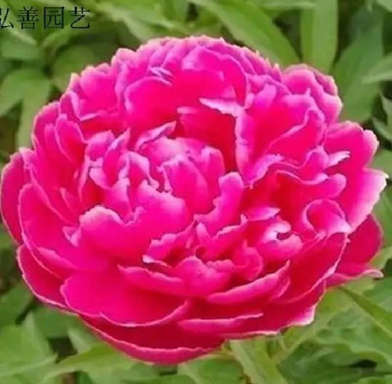 芍药苗属多年生草本花卉观赏性强