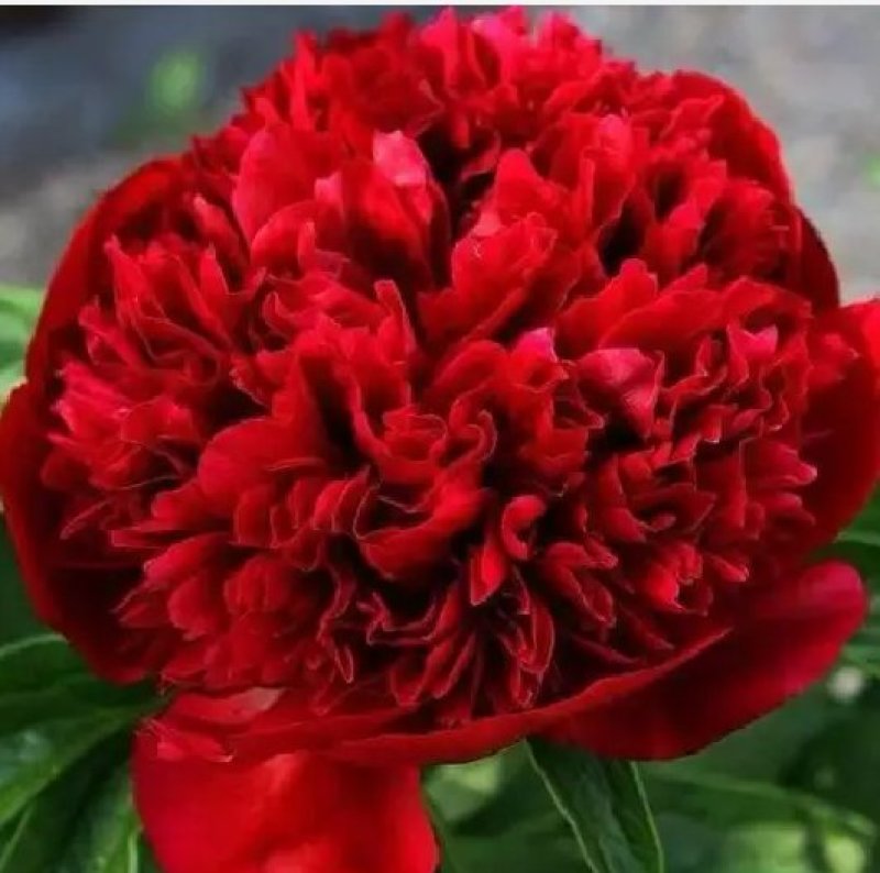 芍药苗属多年生草本花卉观赏性强