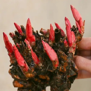 芍药苗属多年生草本花卉观赏性强