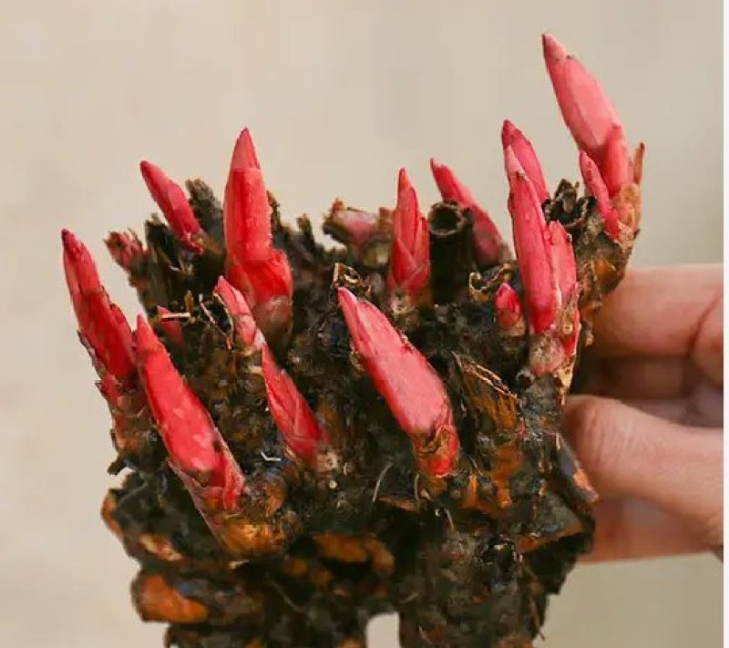 芍药苗属多年生草本花卉观赏性强