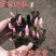 芍药苗属多年生草本花卉观赏性强