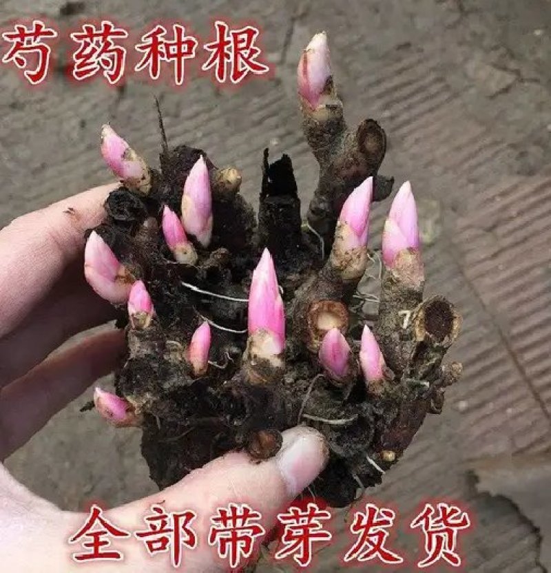 芍药苗属多年生草本花卉观赏性强