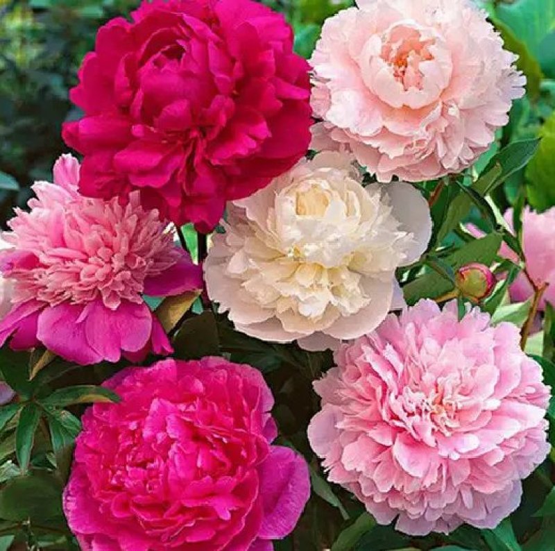 芍药苗属多年生草本花卉观赏性强