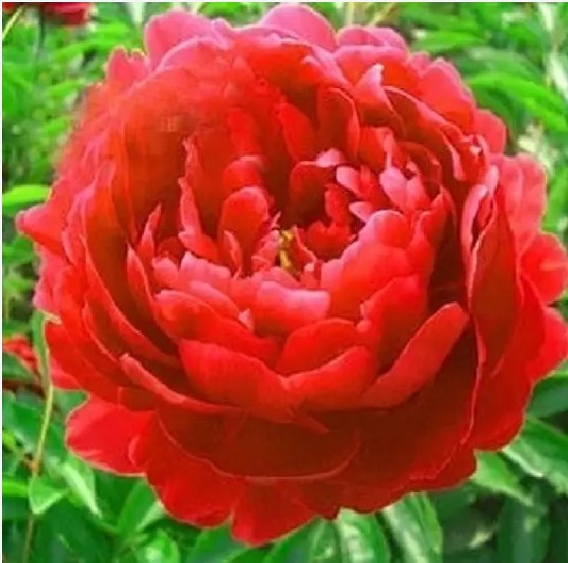 芍药苗属多年生草本花卉观赏性强