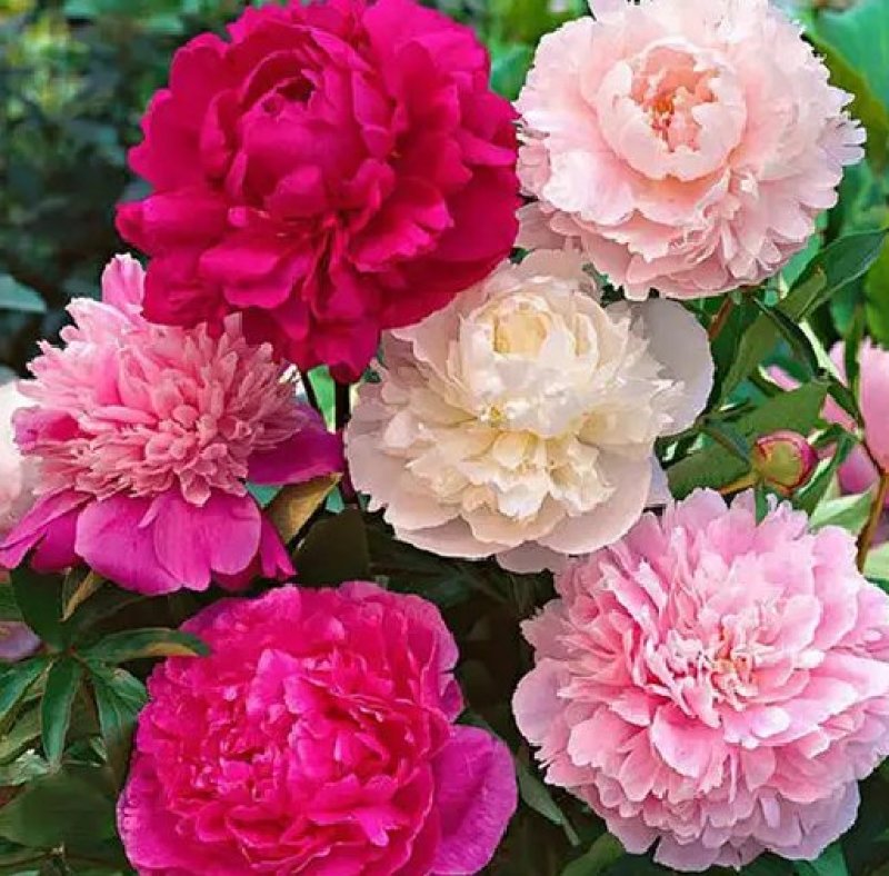 芍药苗属多年生草本花卉观赏性强