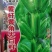 【优质】黑白芝麻种子亩产300/400斤左右出油率高香