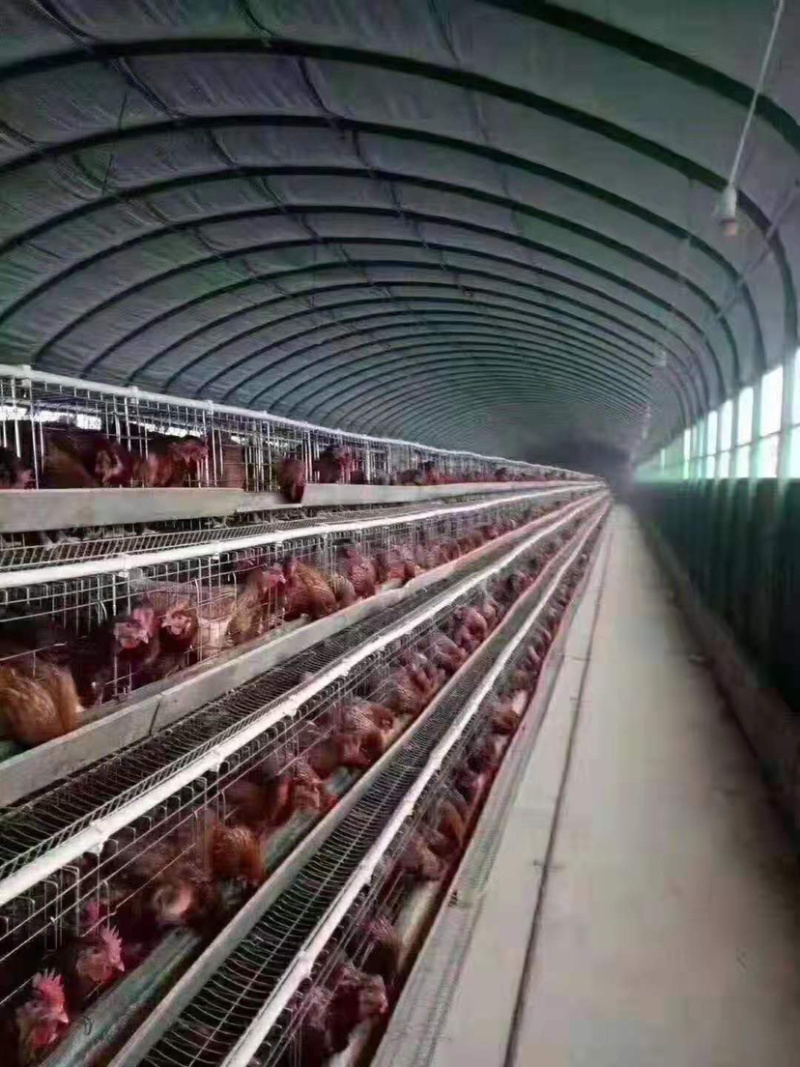 养猪大棚养鸡大棚养牛大棚椭圆管骨架质量保证