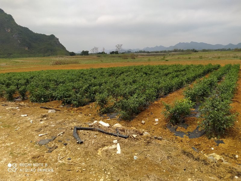 指天椒5~10厘米青红两用