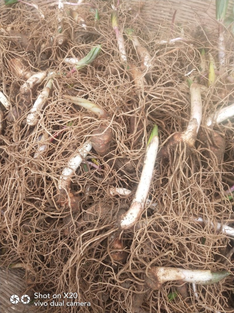重楼:大小规格都有品种华重楼生长周期短种三年就可卖。