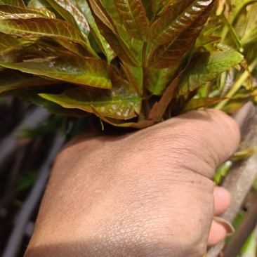 【香椿芽】量大从优，占地香椿苗出售给钱就卖