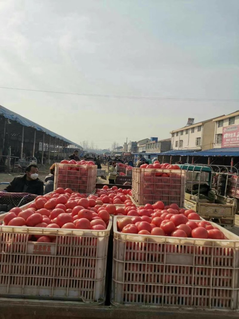 精品硬粉西红柿，货源充足，产地发货，物廉价美，硬度亮度好