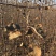 鸡心果树苗各种规格