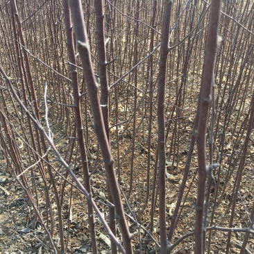 鸡心果树苗各种规格