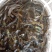 【包送贵川】重庆泥鳅鲜活#产地直供#量大从优