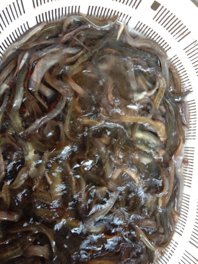 【包送贵川】重庆泥鳅鲜活#产地直供#量大从优