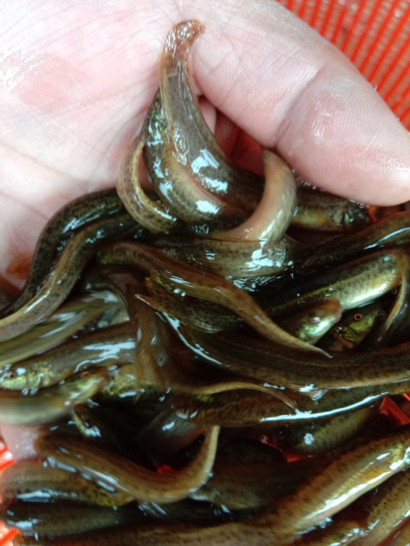 【包送贵川】重庆泥鳅鲜活#产地直供#量大从优