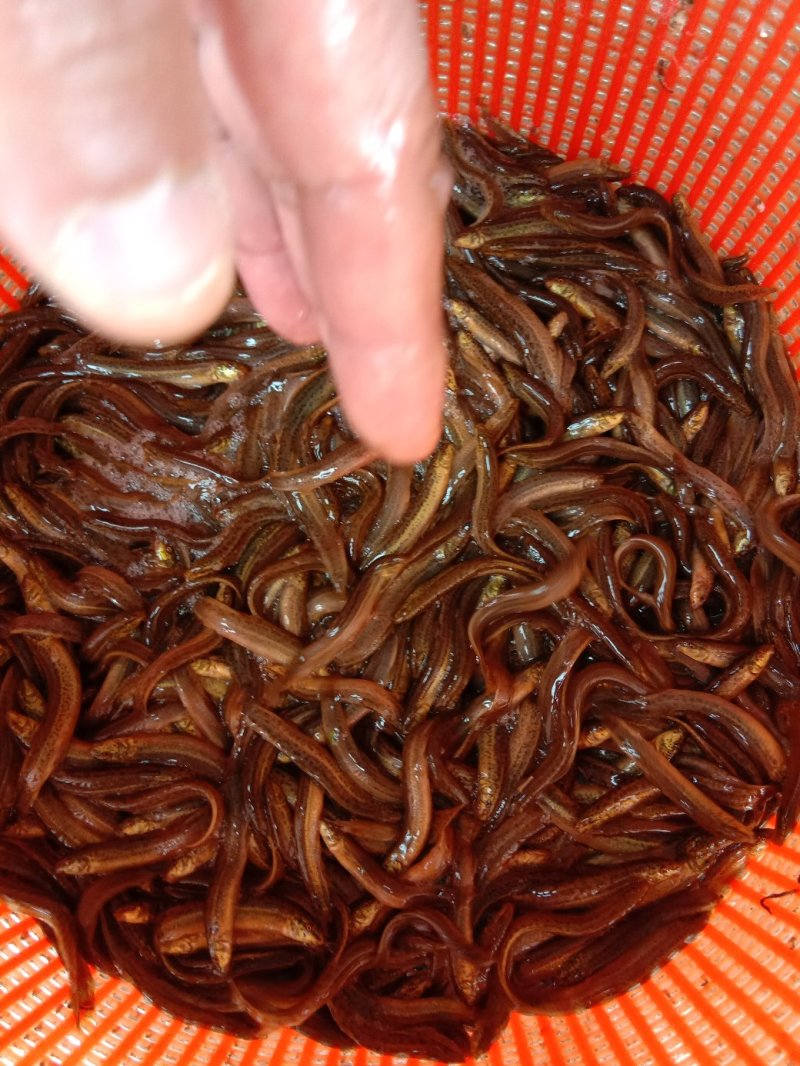 【包送贵川】重庆泥鳅鲜活#产地直供#量大从优