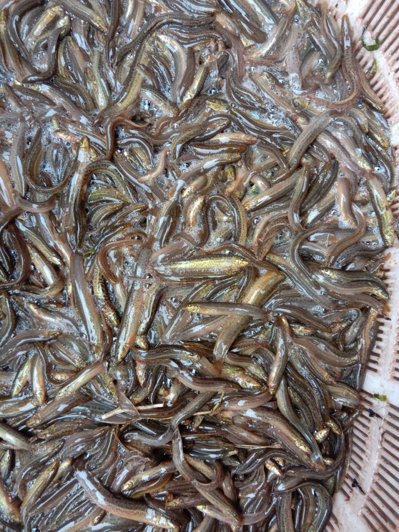 【包送贵川】重庆泥鳅鲜活#产地直供#量大从优