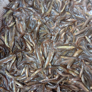 【包送贵川】重庆泥鳅鲜活#产地直供#量大从优