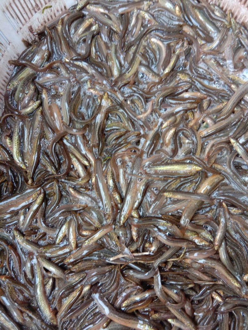 【包送贵川】重庆泥鳅鲜活#产地直供#量大从优