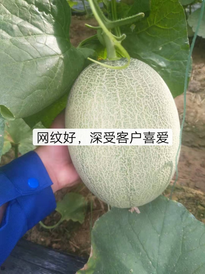 优质，哈密瓜耀珑25，网纹漂亮，口感嘎嘎滴，瓜形均匀