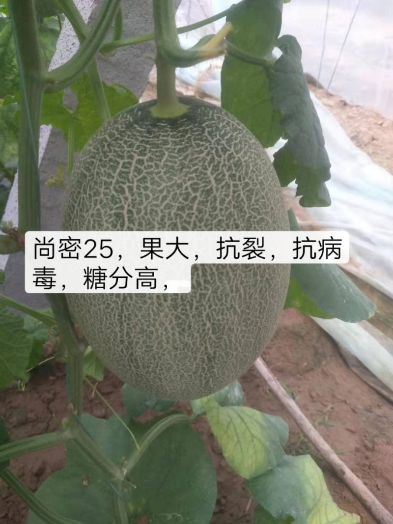优质，哈密瓜耀珑25，网纹漂亮，口感嘎嘎滴，瓜形均匀