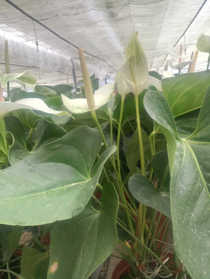 红掌特伦萨盆景家庭公司商店盆景