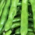 蚕豆