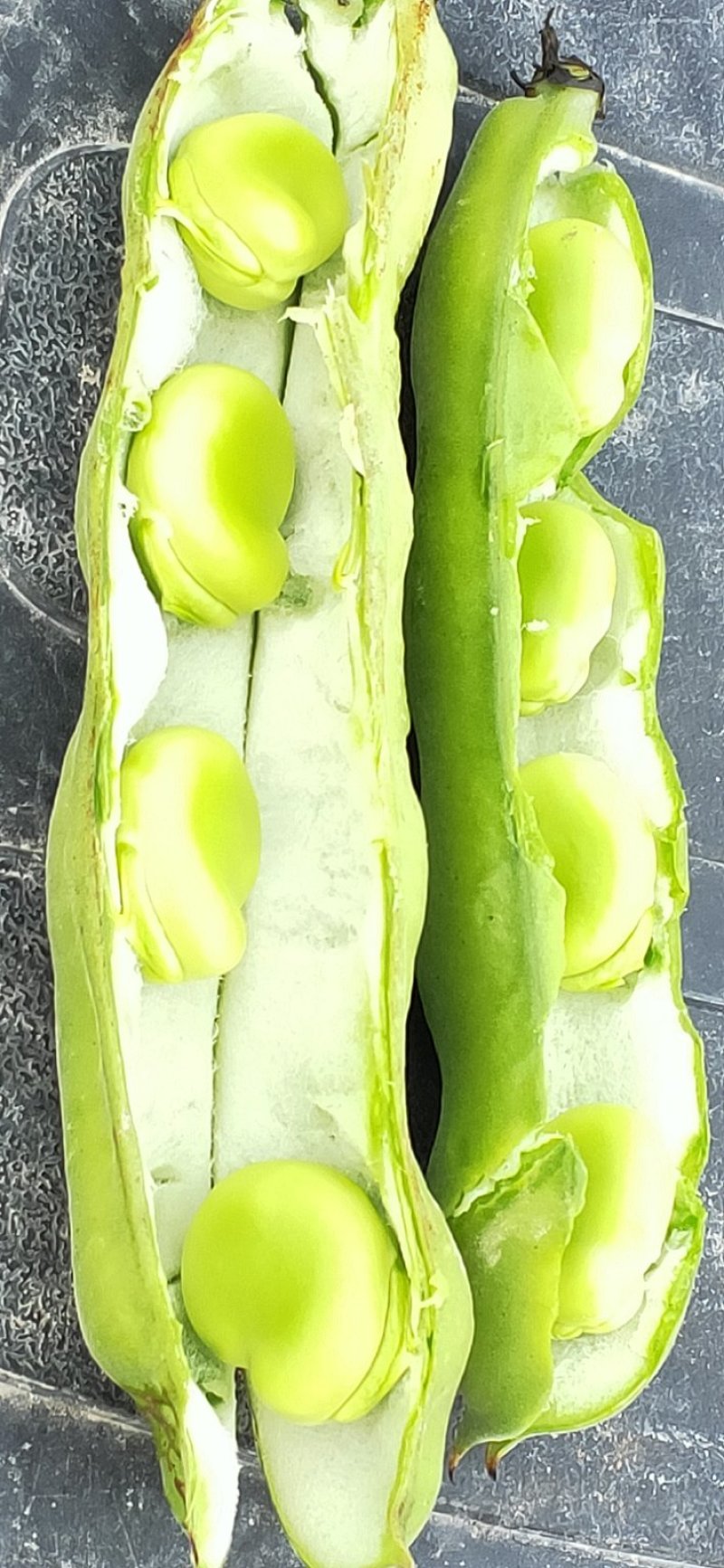 蚕豆