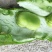蚕豆