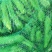 蚕豆