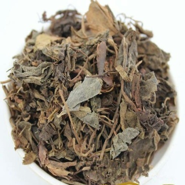 虎耳草，常年批发供应野生货