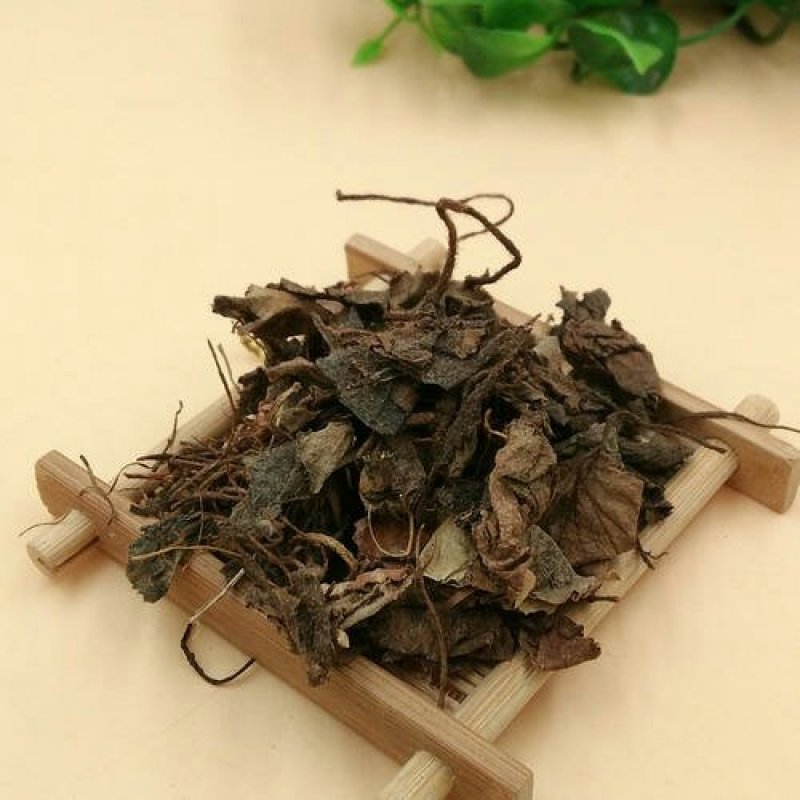 虎耳草，常年批发供应野生货