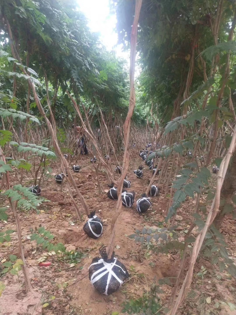 凌霄苗圃喇叭花望江南农户自销货比三家信比金坚