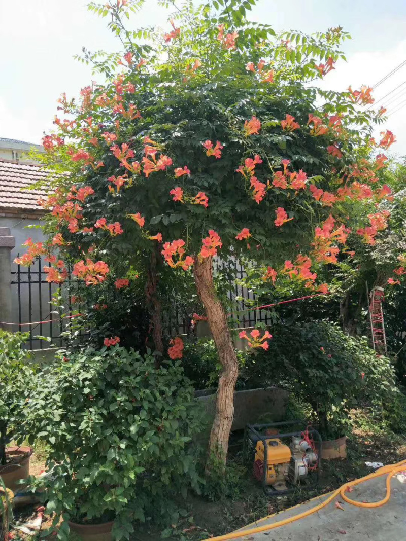 凌霄苗圃喇叭花望江南农户自销货比三家信比金坚