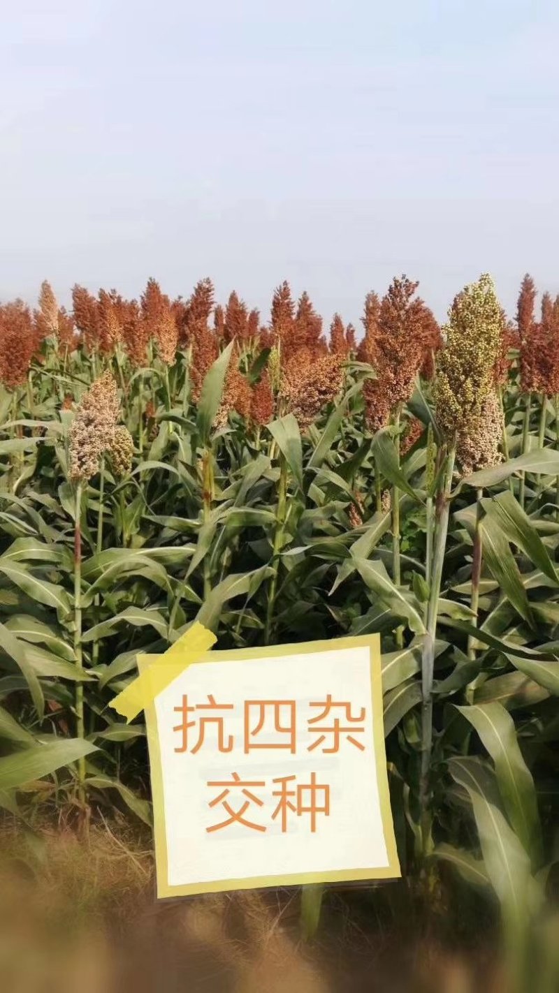 抗性好、产量高的夏播高粱品种：抗四杂交种