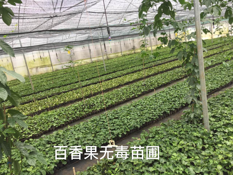 百香果苗紫香台农黄金果苗产地供应