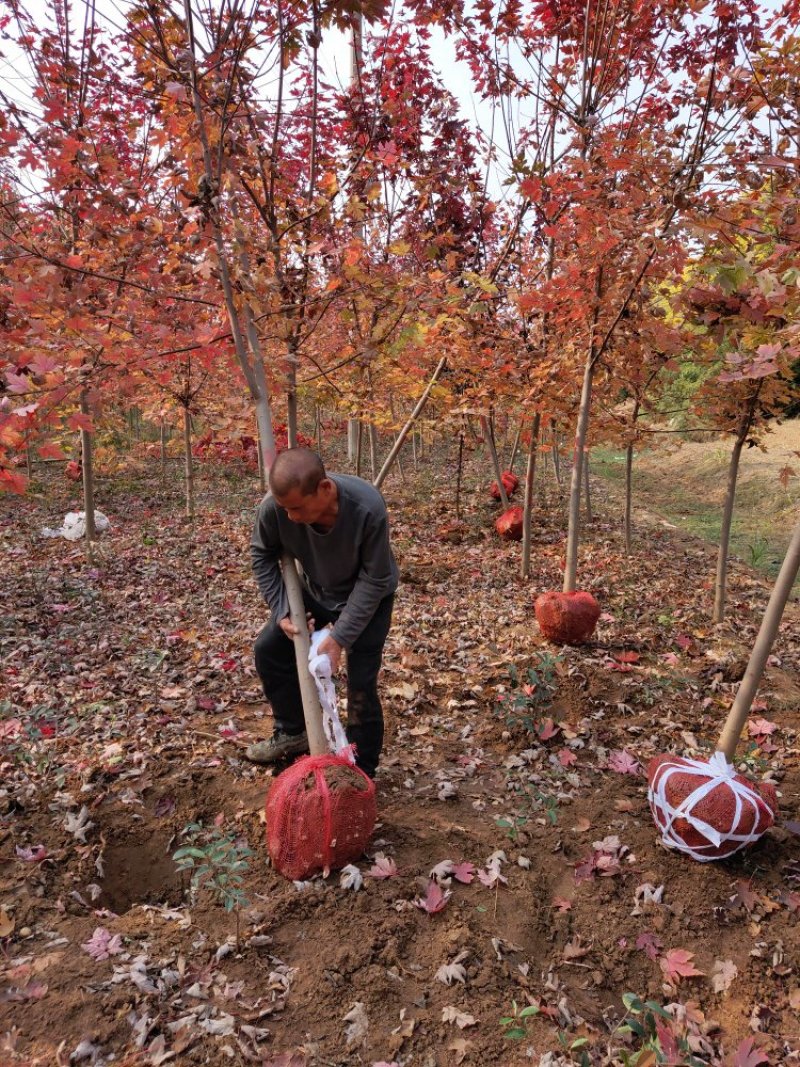 美国红枫价格美国红枫红冠十月光辉秋火焰红点