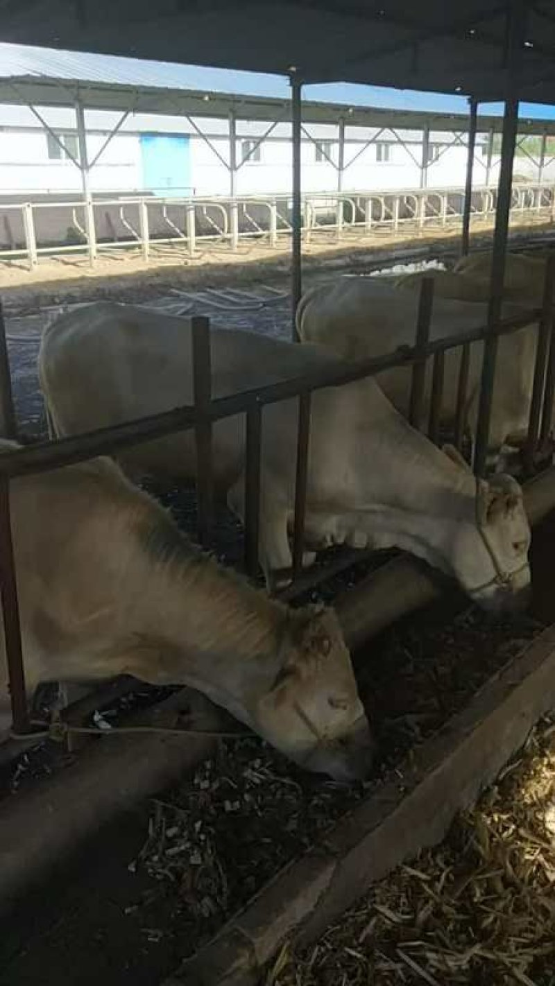 牛和辣椒