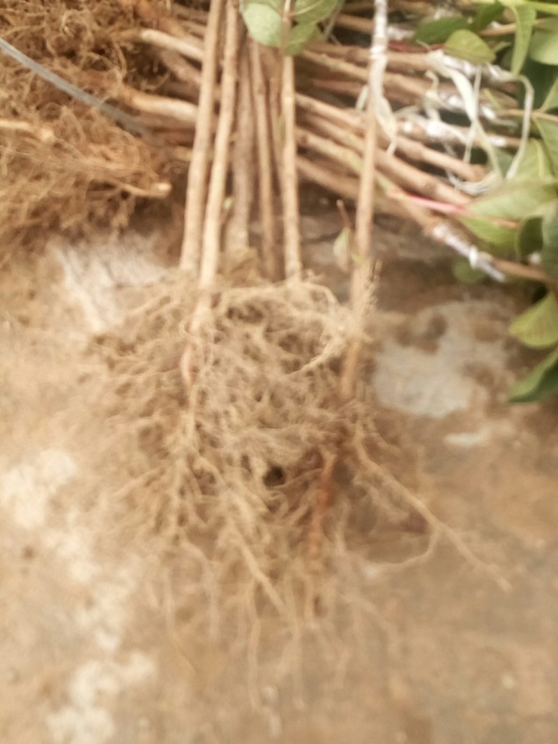 珍珠番石榴苗50~80cm红肉番石榴苗
