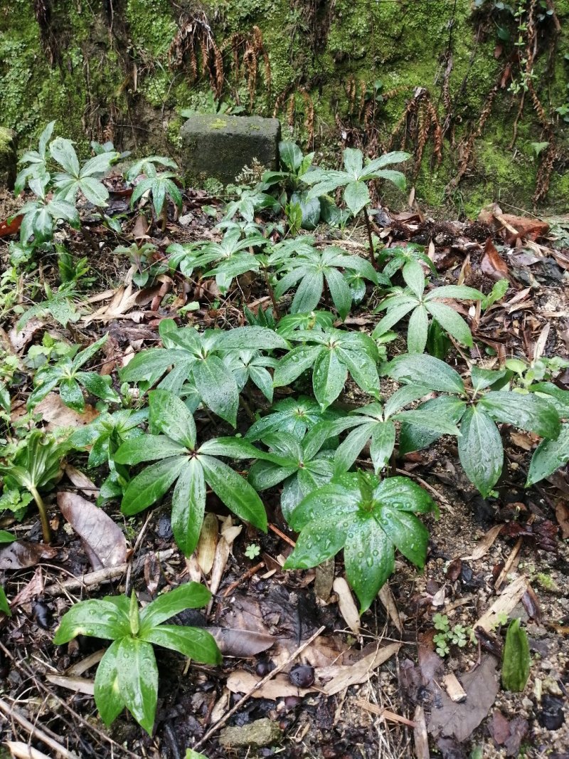重楼苗大别山品种，货真价实，欢迎诚心购买！货源充足量大