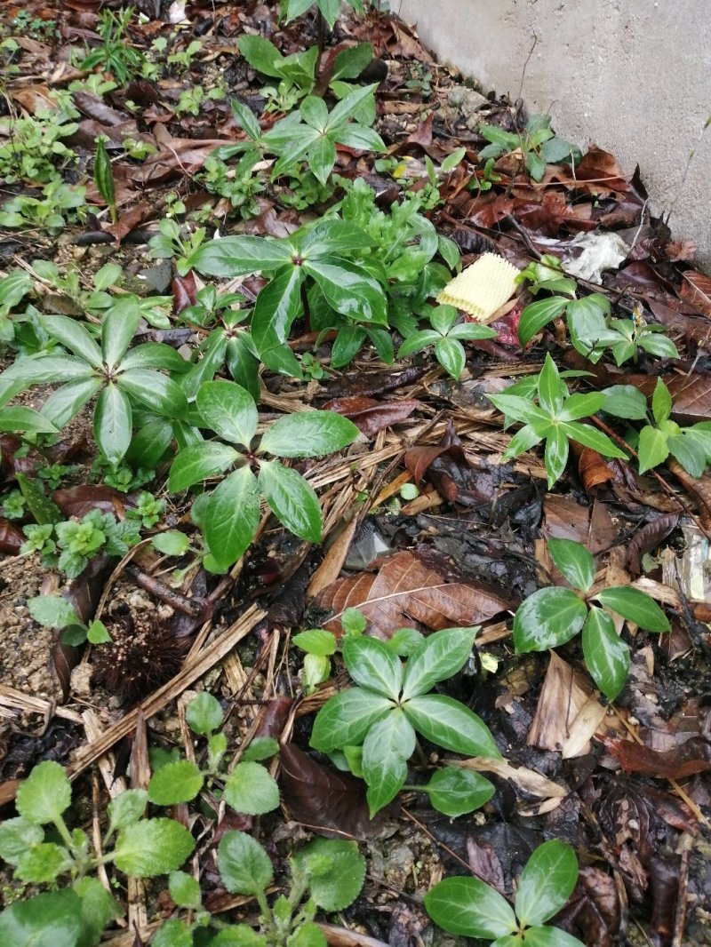 重楼苗大别山品种，货真价实，欢迎诚心购买！货源充足量大