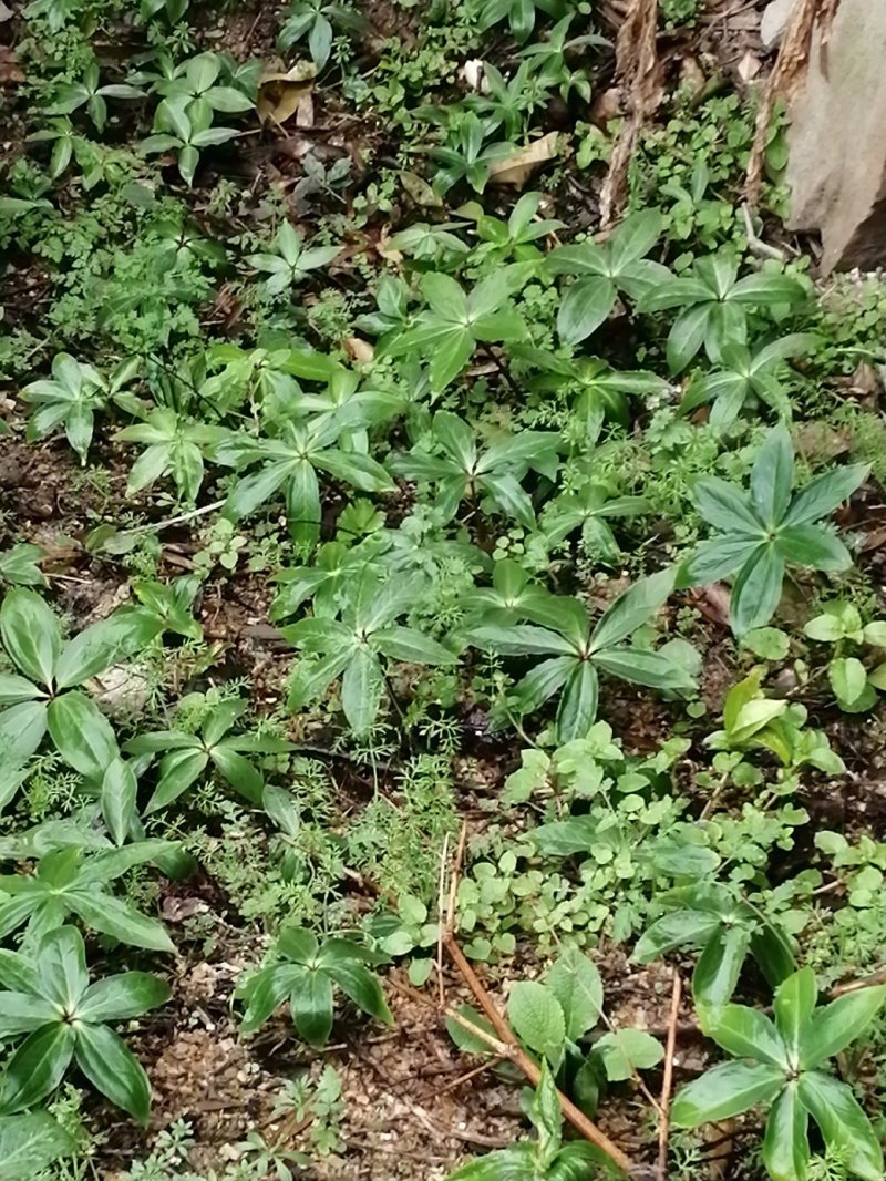 重楼苗大别山品种，货真价实，欢迎诚心购买！货源充足量大