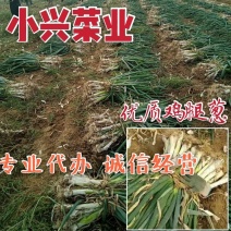 鸡腿大葱，头大，白子高，耐储存，可基地考察，确保质量
