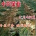 鸡腿大葱，头大，白子高，耐储存，可基地考察，确保质量