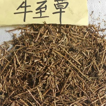 牛至，常年批发供应牛至草中药材